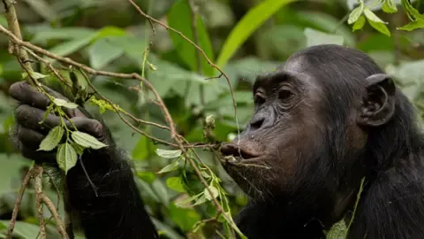 Chimpanzees Ingesting the Equivalent of a Beer Daily from Overripe Fruits, Research Shows